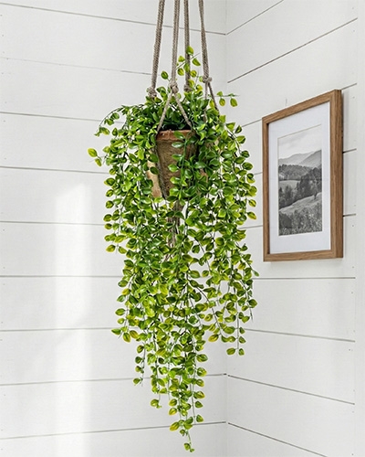 Ficus pumila en suspension, feuillage retombant vert vif, plante d’intérieur décorative et facile d’entretien.